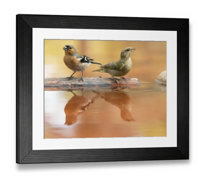 Framed Print : Birds of the species, male Chaffinch bird species, (Fringilla coelebs ), of the family Passeriformes. European Greenfinch (Chloris chloris), Spain Framed Print : Birds of the species, male Chaffinch bird species, (Fringilla coelebs ), of the family Passeriformes. European Greenfinch (Chloris chloris), Spain