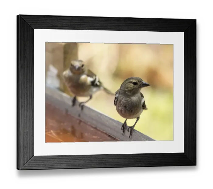 Framed Print : Male and famale Chaffinch bird species, (Fringilla coelebs ), of the family Passeriformes, put on a rock with his reflection in the water Framed Print : Male and famale Chaffinch bird species, (Fringilla coelebs ), of the family Passeriformes, put on a rock with his reflection in the water
