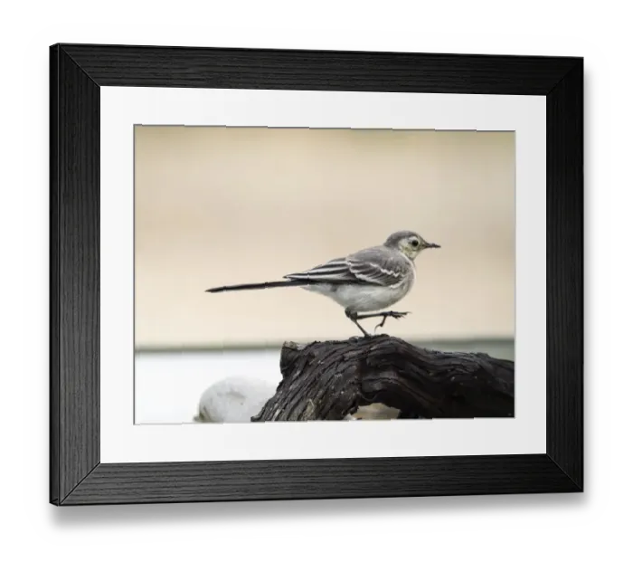 Framed Print : Tawny Pipit (Anthus campestris), Walking on a trunk. It is a species of bird paseriforme of the family Motacillidae Framed Print : Tawny Pipit (Anthus campestris), Walking on a trunk. It is a species of bird paseriforme of the family Motacillidae