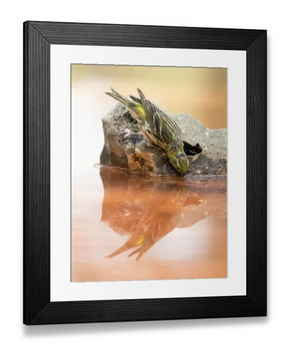 Framed Print : European greenfinch, ( Chloris chloris), It is a bird paseriforme belonging to the family of the fringAilidos. Drinking water in a pond