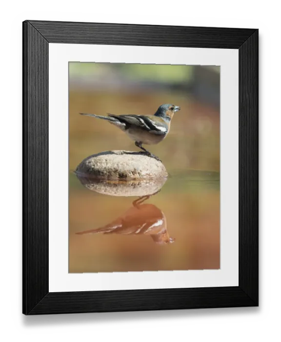 Framed Print : Male Chaffinch bird species, (Fringilla coelebs ), of the family Passeriformes, put on a rock with his reflection in the water Framed Print : Male Chaffinch bird species, (Fringilla coelebs ), of the family Passeriformes, put on a rock with his reflection in the water
