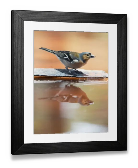 Framed Print : Male Chaffinch bird species, (Fringilla coelebs ), of the family Passeriformes, put on a rock with his reflection in the water Framed Print : Male Chaffinch bird species, (Fringilla coelebs ), of the family Passeriformes, put on a rock with his reflection in the water