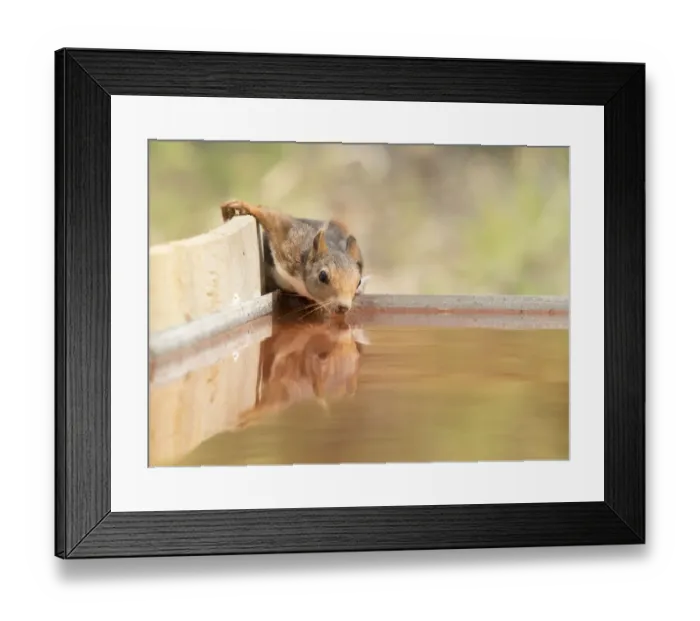 Framed Print : Red squirrel (Sciurus vulgaris), drinking in a water puddle Framed Print : Red squirrel (Sciurus vulgaris), drinking in a water puddle