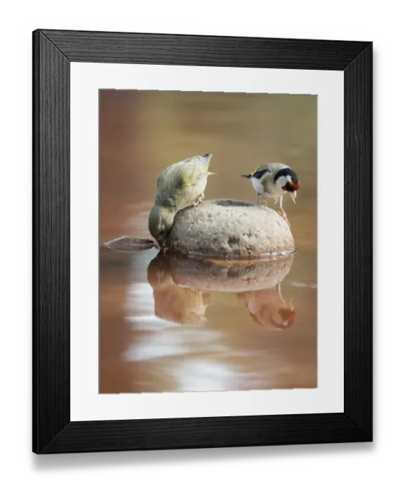 Framed Print : Birds of the species, Goldfinch (Carduelis carduelis ), It is a bird paseriforme belonging to the family of the fringAilidos. Red Crossbill (Loxia curvirostra) female Framed Print : Birds of the species, Goldfinch (Carduelis carduelis ), It is a bird paseriforme belonging to the family of the fringAilidos. Red Crossbill (Loxia curvirostra) female