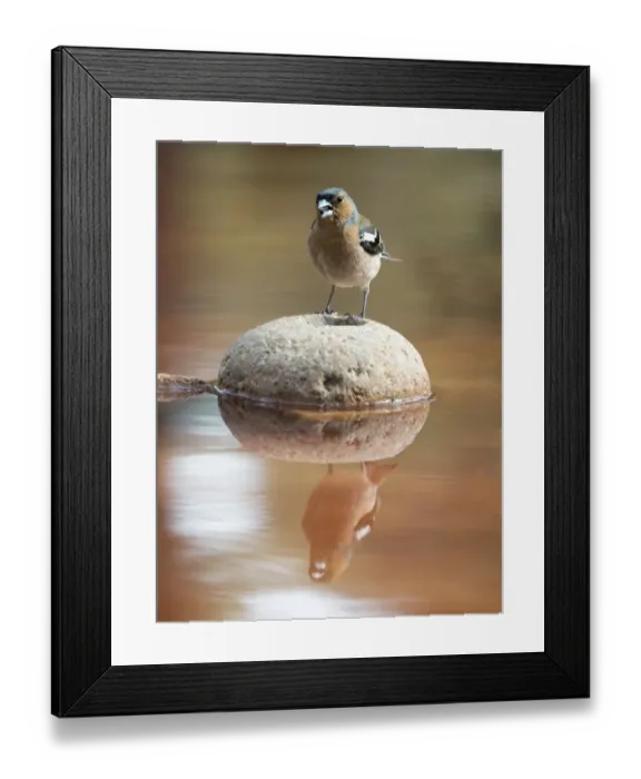 Framed Print : Male Chaffinch bird species, (Fringilla coelebs ), of the family Passeriformes, put on a rock with his reflection in the water Framed Print : Male Chaffinch bird species, (Fringilla coelebs ), of the family Passeriformes, put on a rock with his reflection in the water