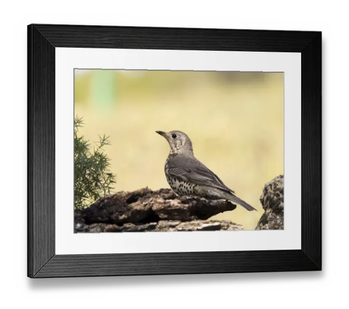 Framed Print : Bird of the species Mistle Thrush, (turdus viscivorus), camouflaged between a few branches of tree Framed Print : Bird of the species Mistle Thrush, (turdus viscivorus), camouflaged between a few branches of tree
