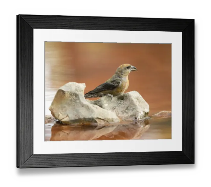 Framed Print : Bird Red Crossbill, famale, ( Loxia curvirostra ), species Passeriformes, family of finches, On a stone of a lake surrounded with water Framed Print : Bird Red Crossbill, famale, ( Loxia curvirostra ), species Passeriformes, family of finches, On a stone of a lake surrounded with water