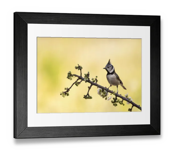 Framed Print : Crested Tit, bird of the species (Lophophanes cristatus ), of the family Paridae, perched on a branch with flower buds Framed Print : Crested Tit, bird of the species (Lophophanes cristatus ), of the family Paridae, perched on a branch with flower buds