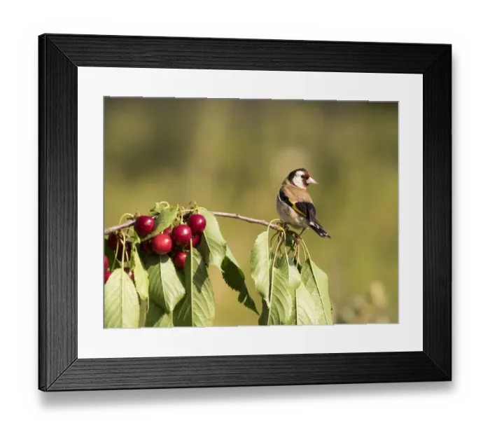 Framed Print : Bird of the species (Carduelis carduelis ), Put on the branch of a cherry-tree with mature cherries Framed Print : Bird of the species (Carduelis carduelis ), Put on the branch of a cherry-tree with mature cherries