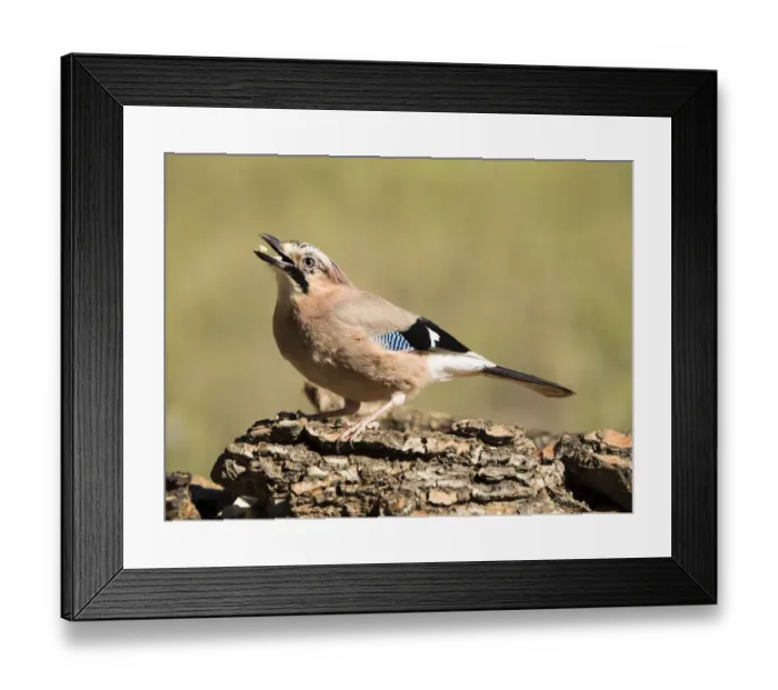 Framed Print : Bird of the species (Garrulus glandarius), put on a trunk of pine. It is a species of bird paseriforme of the family of the (Corvidae) Framed Print : Bird of the species (Garrulus glandarius), put on a trunk of pine. It is a species of bird paseriforme of the family of the (Corvidae)
