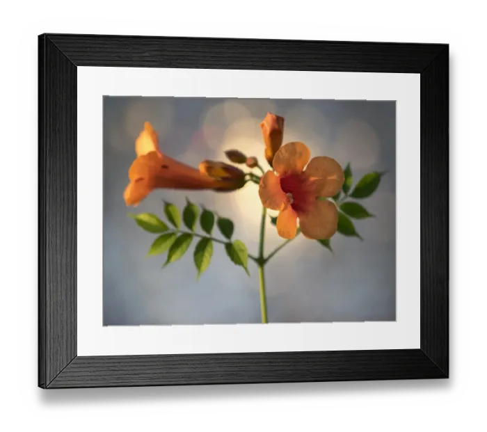 Framed Print : Trumpet creeper or Campsis radicans blossoms, illuminated by sunlight Framed Print : Trumpet creeper or Campsis radicans blossoms, illuminated by sunlight
