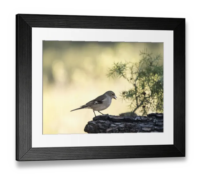 Framed Print : Bird pinzon vulgar, (Fringilla coelebs ), species Passeriformes, put on a branch with lichens