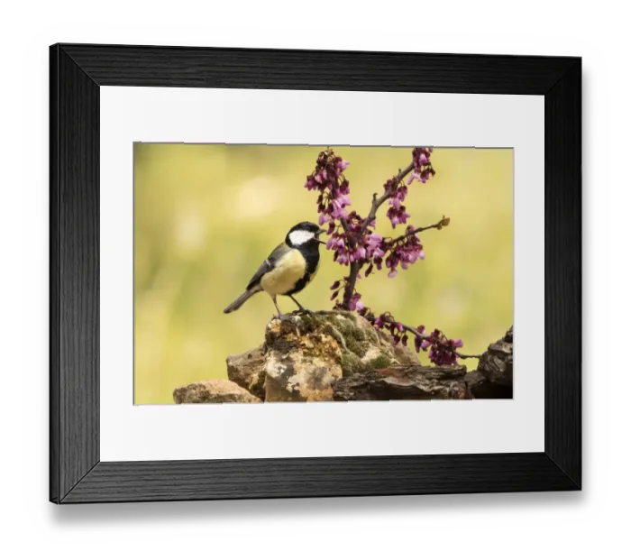 Framed Print : Bird of carbonero com'n, (Parus major), Species (Paridae). put on a branch with flowers in spring Framed Print : Bird of carbonero com'n, (Parus major), Species (Paridae). put on a branch with flowers in spring
