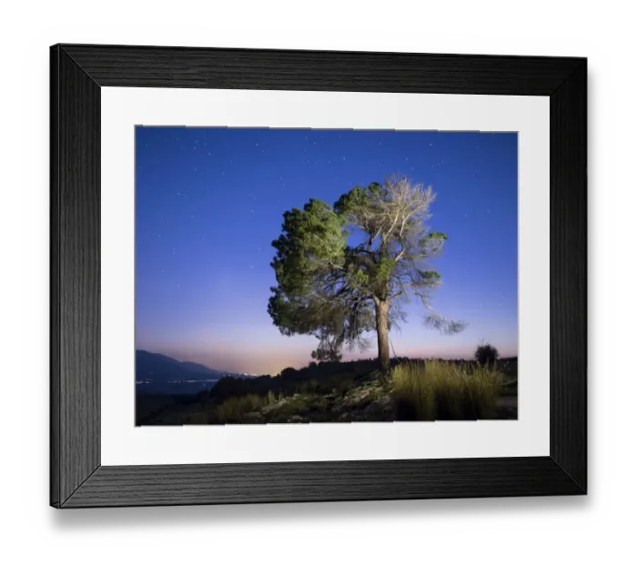 Framed Print : Silhouette of a great pine on a blue sky starred with moonlight Framed Print : Silhouette of a great pine on a blue sky starred with moonlight