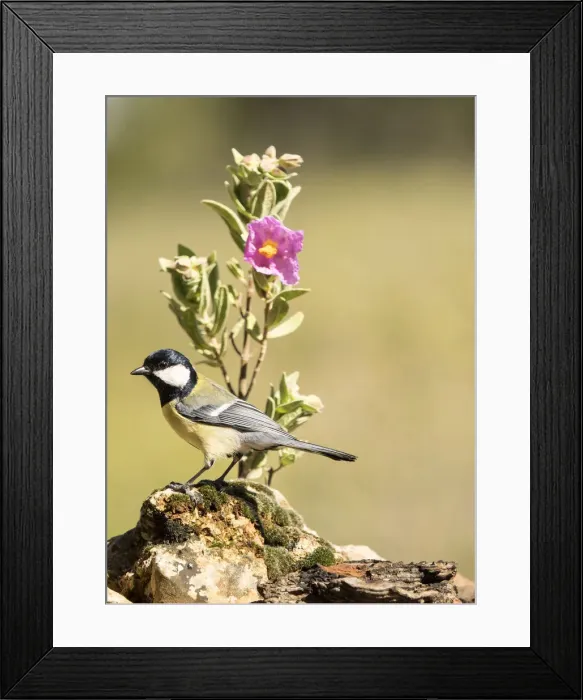 Framed Print : Bird of carbonero com'n, (Parus major), Species (Paridae). put on a branch with flowers in spring Framed Print : Bird of carbonero com'n, (Parus major), Species (Paridae). put on a branch with flowers in spring