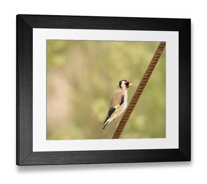 Framed Print : Bird of the species (Carduelis carduelis ), Immobile on a metallic stick
