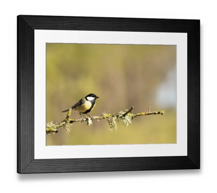 Framed Print : Bird Carbonero com'n, (Parus major), family Paridae, put on a branch with lichens Framed Print : Bird Carbonero com'n, (Parus major), family Paridae, put on a branch with lichens