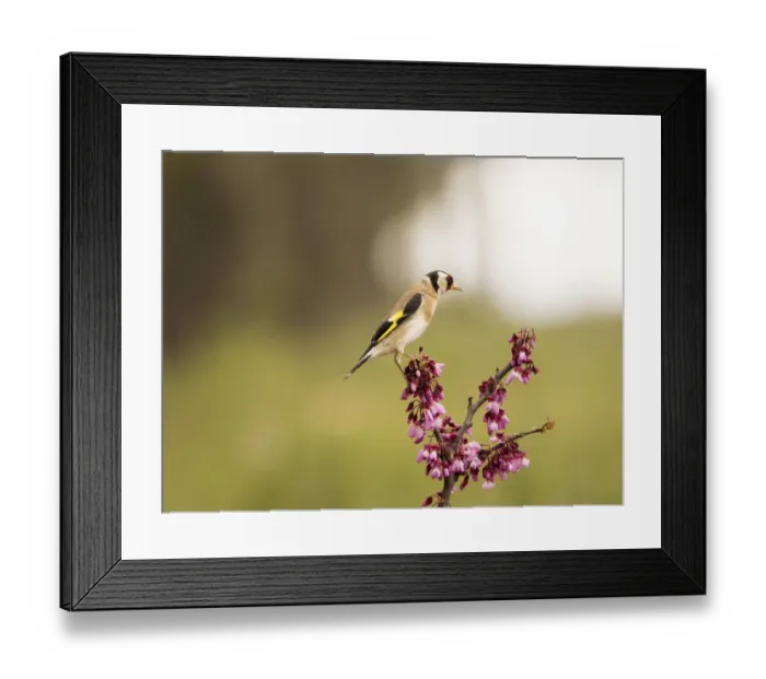 Framed Print : Bird of the species (Carduelis carduelis ), put on a branch with flowers in spring Framed Print : Bird of the species (Carduelis carduelis ), put on a branch with flowers in spring