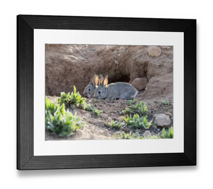 Framed Print : Babies of field rabbits close to his burrow eating ( Species Oryctolagus cuniculus. ) Framed Print : Babies of field rabbits close to his burrow eating ( Species Oryctolagus cuniculus. )