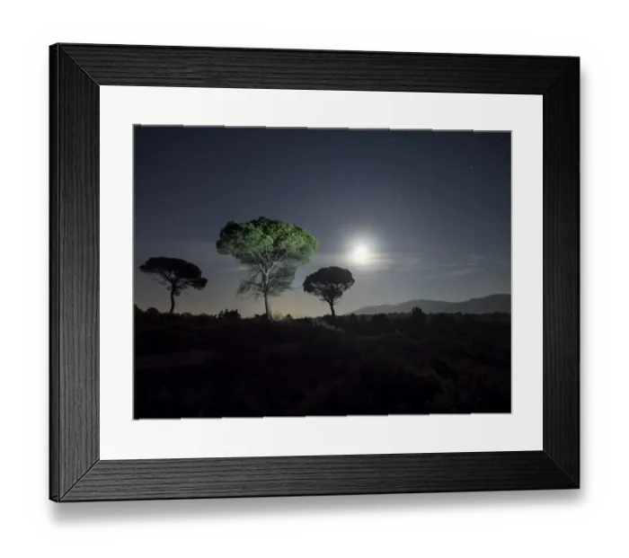Framed Print : Trees of pines, in the plain of a mountain illuminated by the full moon