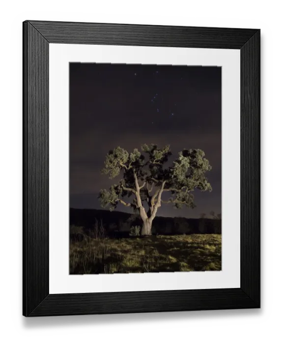 Framed Print : Oak a night of stars with a constellation