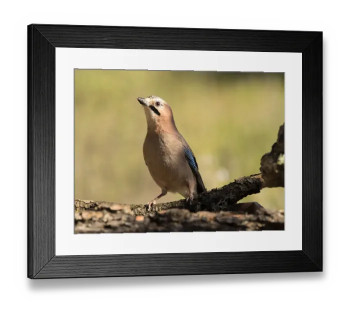 Framed Print : Bird Arendajo, (Garrulus glandarius), put on a trunk of pine. Species (Corvidae) Framed Print : Bird Arendajo, (Garrulus glandarius), put on a trunk of pine. Species (Corvidae)