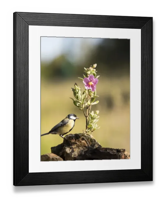 Framed Print : Bird of the species Carbonero com'n, (Parus major), put on a branch with flowers in spring Framed Print : Bird of the species Carbonero com'n, (Parus major), put on a branch with flowers in spring