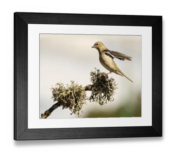 Framed Print : Bird of the species (Fringilla coelebs ), put on a branch with lichens Framed Print : Bird of the species (Fringilla coelebs ), put on a branch with lichens