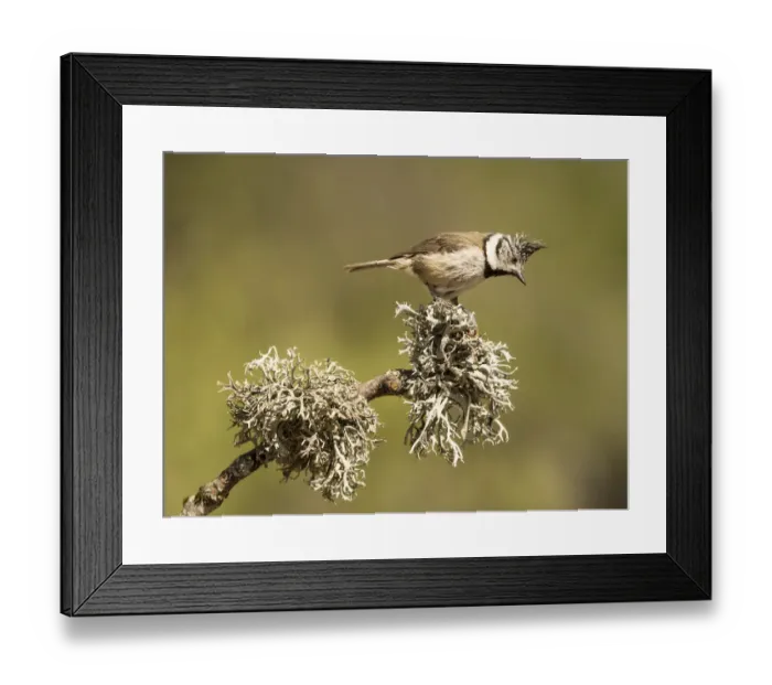 Framed Print : Bird of the species (Lophophanes cristatus), put on a branch with lichens