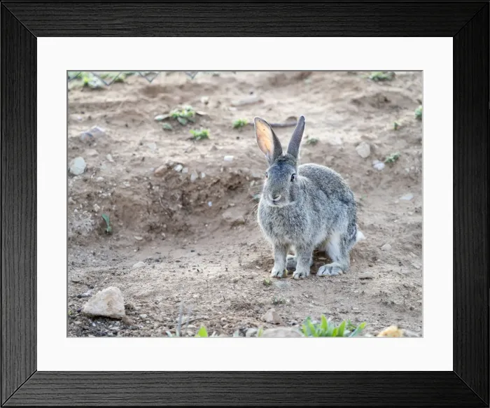 Framed Print : Rabbit gray field. ( Species Oryctolagus cuniculus. ) Framed Print : Rabbit gray field. ( Species Oryctolagus cuniculus. )