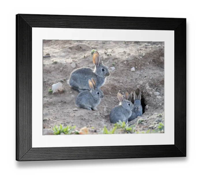 Framed Print : Family of small rabbits close to his burrow monitored closely over his mother. ( Species Oryctolagus cuniculus. ) Framed Print : Family of small rabbits close to his burrow monitored closely over his mother. ( Species Oryctolagus cuniculus. )