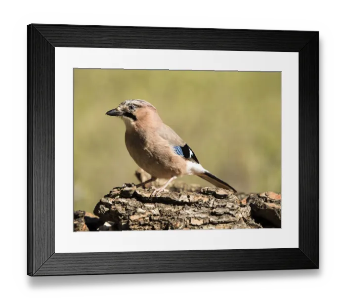 Framed Print : Bird of the species (Garrulus glandarius), put on a trunk of pine Framed Print : Bird of the species (Garrulus glandarius), put on a trunk of pine