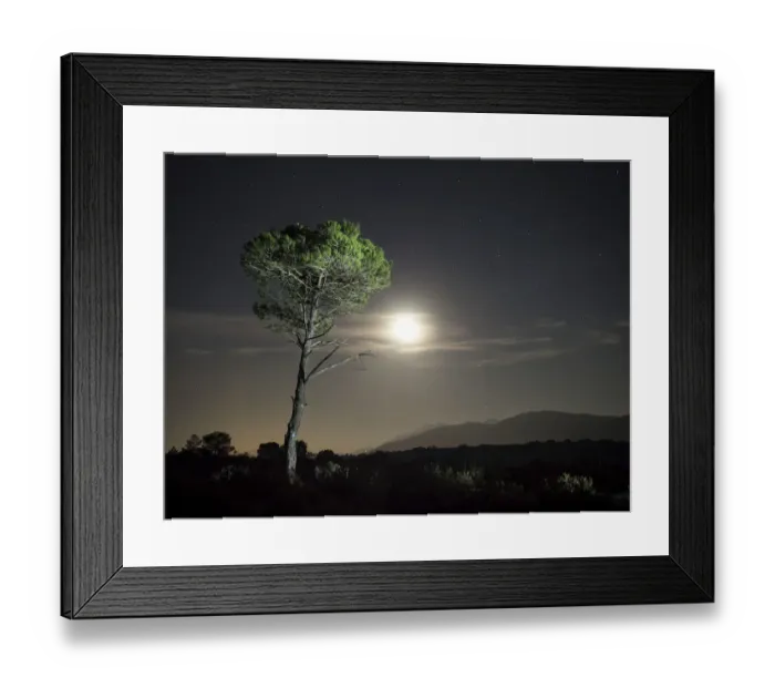 Framed Print : Tree of pine, in the plain of a mountain illuminated by the full moon Framed Print : Tree of pine, in the plain of a mountain illuminated by the full moon