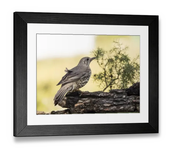 Framed Print : Bird of the species (Turdus philomelos), put on a trunk of pine