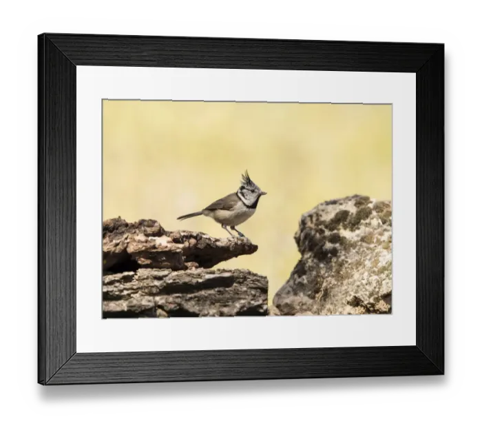 Framed Print : Bird of the species (Lophophanes cristatus), put on a trunk of pine Framed Print : Bird of the species (Lophophanes cristatus), put on a trunk of pine