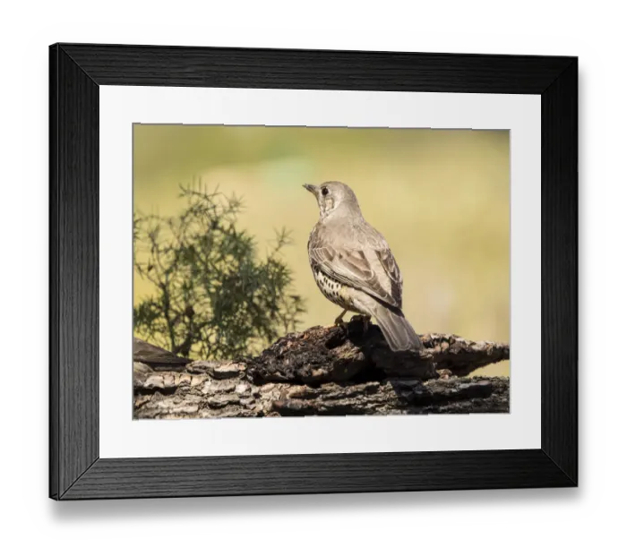 Framed Print : Bird of the species (Turdus philomelos), put on a trunk of pine Framed Print : Bird of the species (Turdus philomelos), put on a trunk of pine