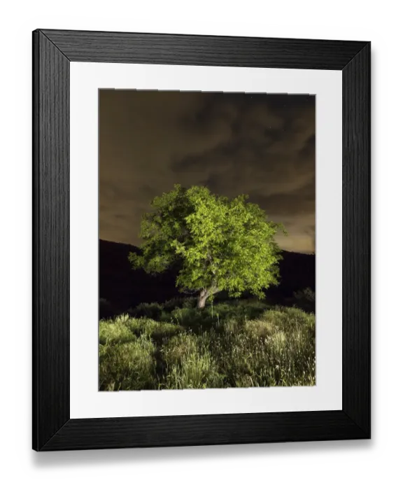 Framed Print : Walnut in mount a spring evening Framed Print : Walnut in mount a spring evening
