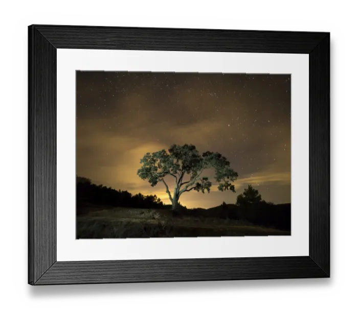 Framed Print : Giant tree, ( oak) in the moonlight in the mountain Framed Print : Giant tree, ( oak) in the moonlight in the mountain