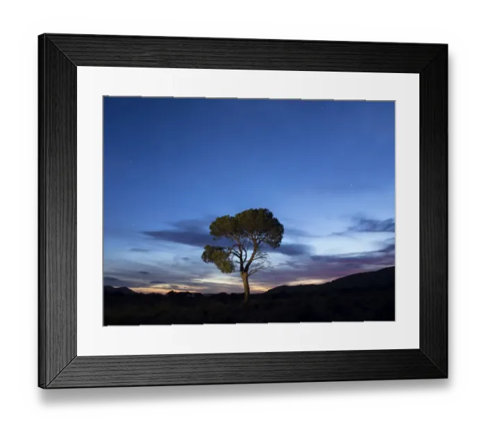 Framed Print : Solitary tree with crepuscular light and stars Framed Print : Solitary tree with crepuscular light and stars