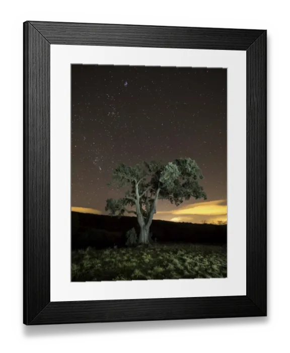 Framed Print : Giant tree in the moonlight in the mountain Framed Print : Giant tree in the moonlight in the mountain