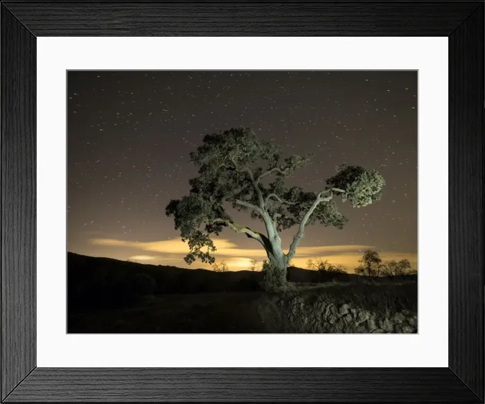 Framed Print : Giant tree in the moonlight in the mountain Framed Print : Giant tree in the moonlight in the mountain