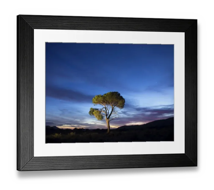 Framed Print : Tree, (pine) isolated in the top of a mountain to the dusk with crepuscular light Framed Print : Tree, (pine) isolated in the top of a mountain to the dusk with crepuscular light