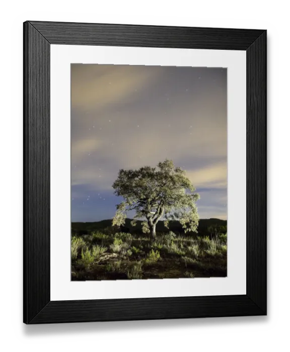 Framed Print : Tree, (oak) isolated in the top of a mountain a night of clouds and stars Framed Print : Tree, (oak) isolated in the top of a mountain a night of clouds and stars