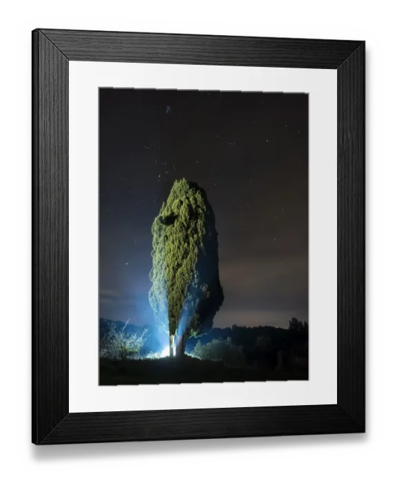 Framed Print : Great cypress of more than hundred years I join one night in the field Framed Print : Great cypress of more than hundred years I join one night in the field