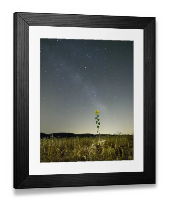 Framed Print : Field of wheat with a sunflower and the lacteal Framed Print : Field of wheat with a sunflower and the lacteal