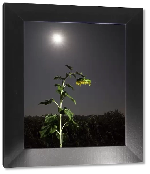 Solitary sunflower one night with the full moon
