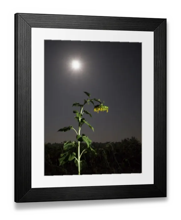 Framed Print : Solitary sunflower one night with the full moon Framed Print : Solitary sunflower one night with the full moon