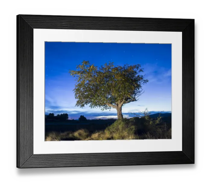 Framed Print : Solitary tree (walnut), in the country in the night, illuminated by the full moon Framed Print : Solitary tree (walnut), in the country in the night, illuminated by the full moon
