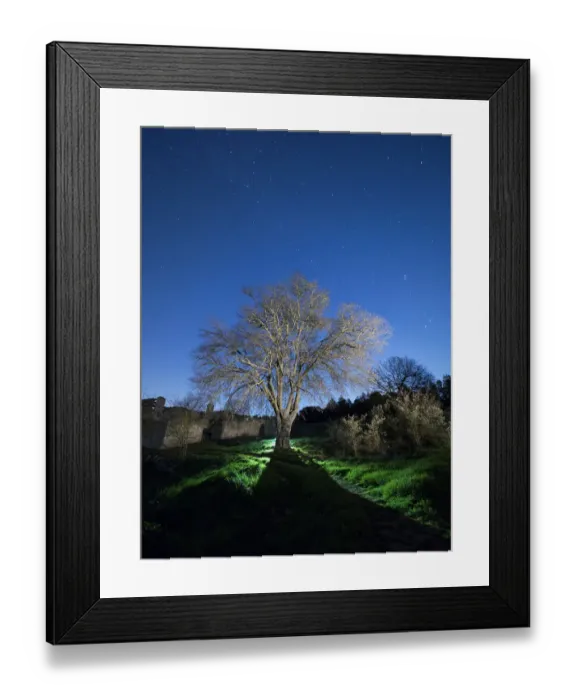 Framed Print : Solitary tree in the country in the night, illuminated by the full moon Framed Print : Solitary tree in the country in the night, illuminated by the full moon