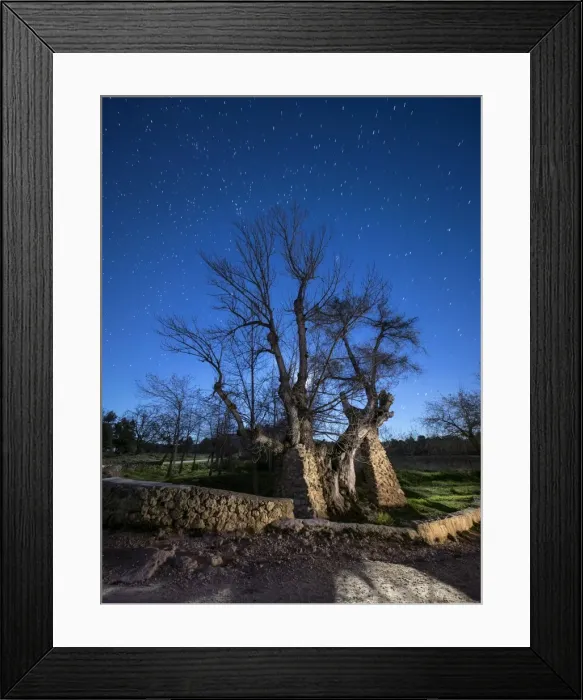Framed Print : Solitary tree in the country in the night, illuminated by the full moon Framed Print : Solitary tree in the country in the night, illuminated by the full moon